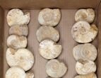 Lot: Lbs Perisphinctes Ammonite Fossils - Pieces #103893-2